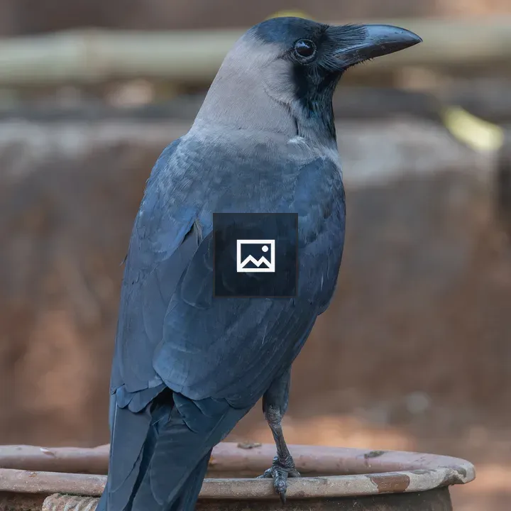 Crow on a clay pot