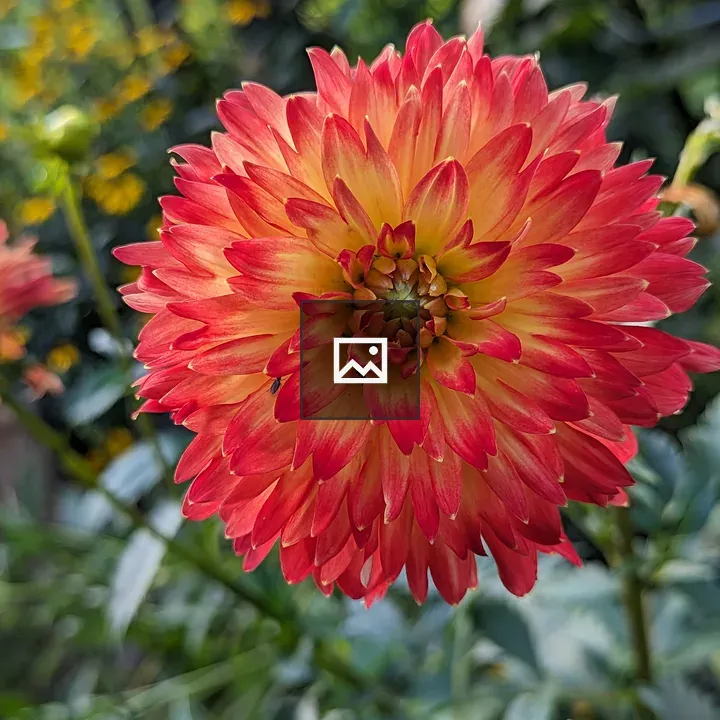Big orange flower