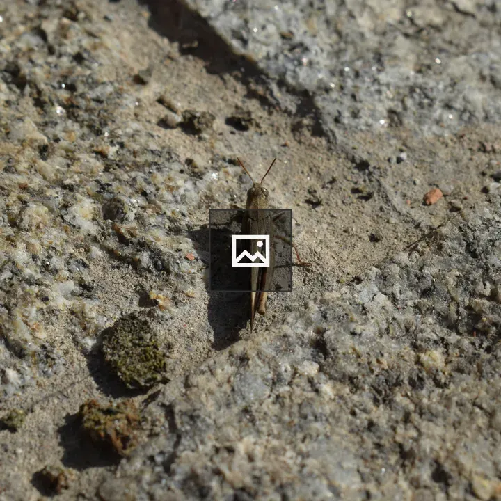 Cricket on Rusty Ground