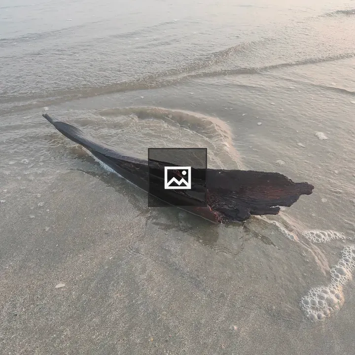 Curved dark wood on sandy shore