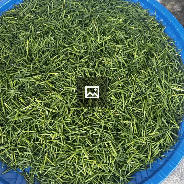 Green jimbhu for frying dal