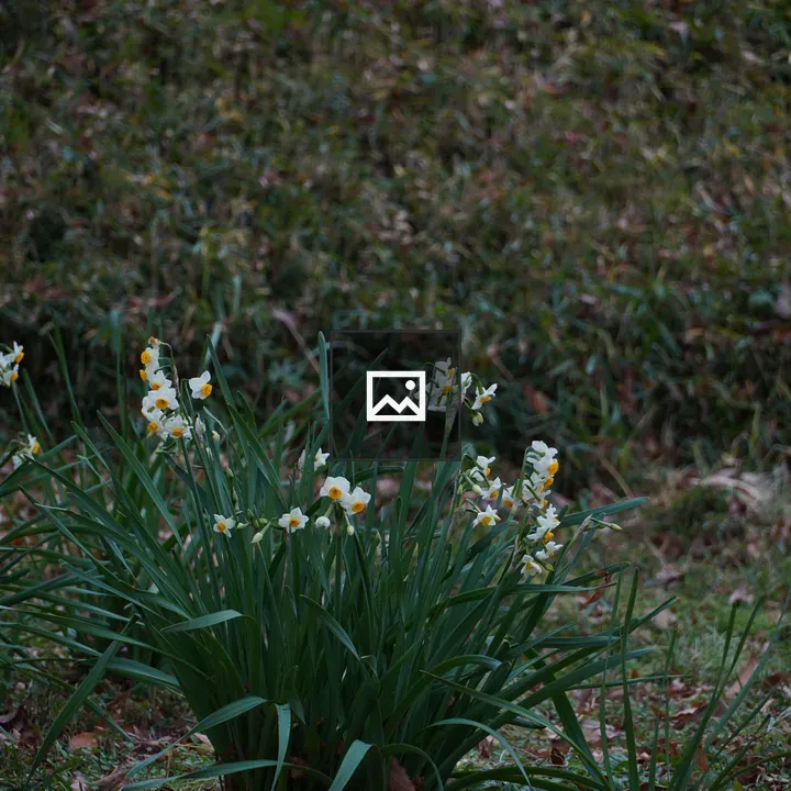 Plant with white forest flowers
