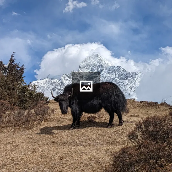 Yak in Alpine Meadow