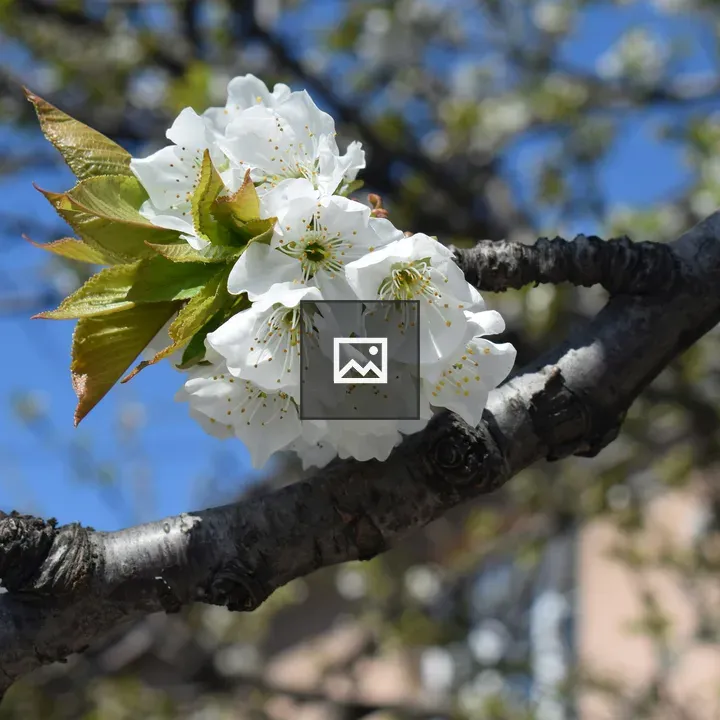 Flower on a tree close up