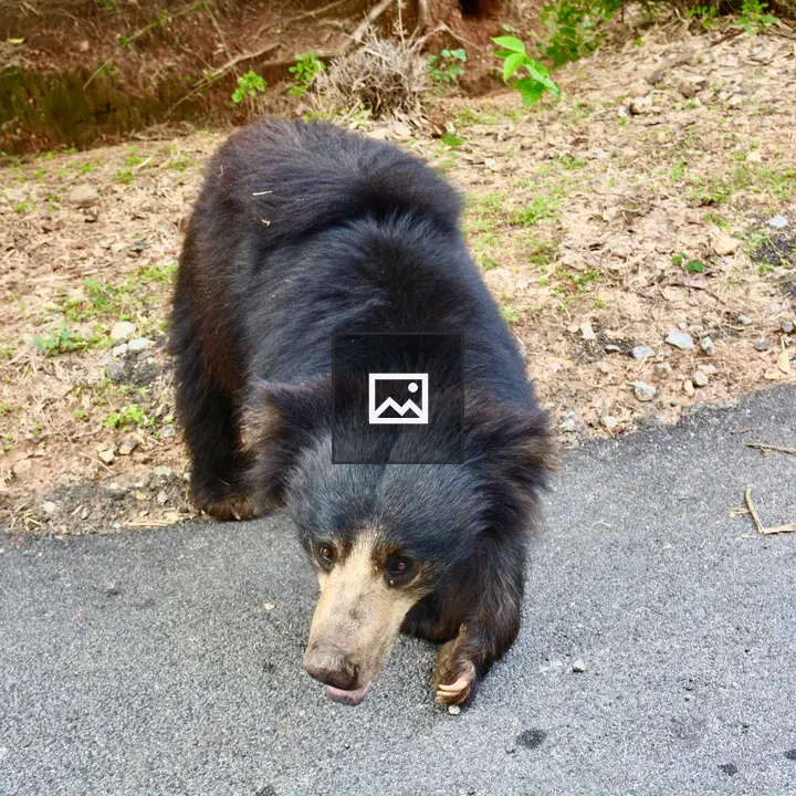 Sloth bear crossing road