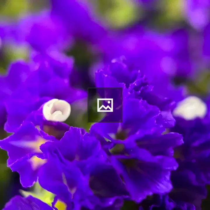 Tiny white cores in purple flowers