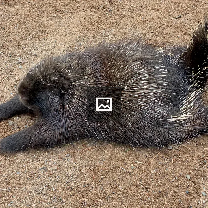 Porcupine Stretching Pose