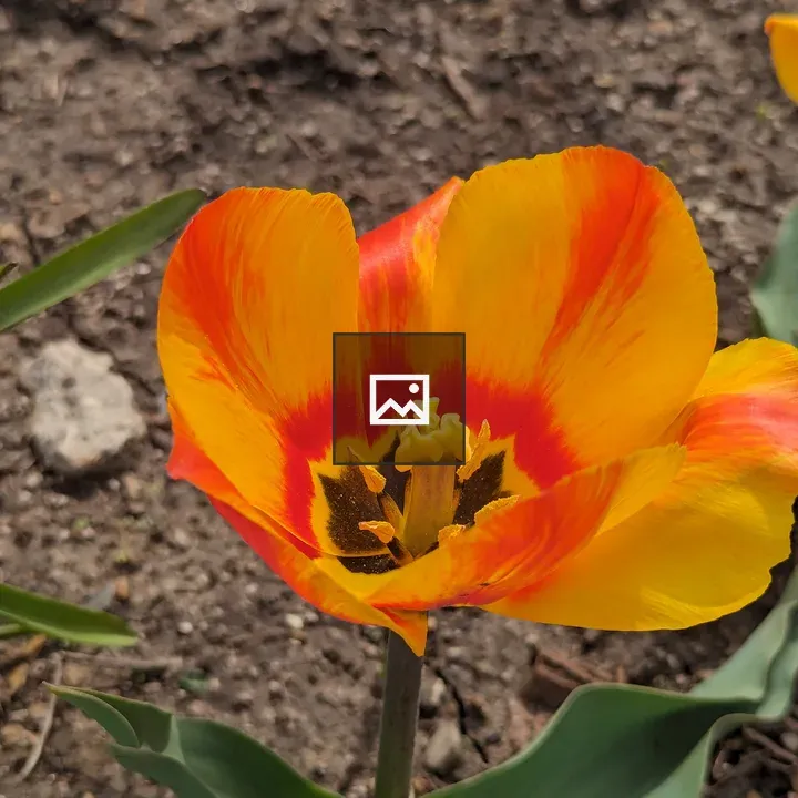 Tulip Close-up in Soil