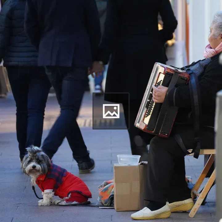 Small dog on red coat