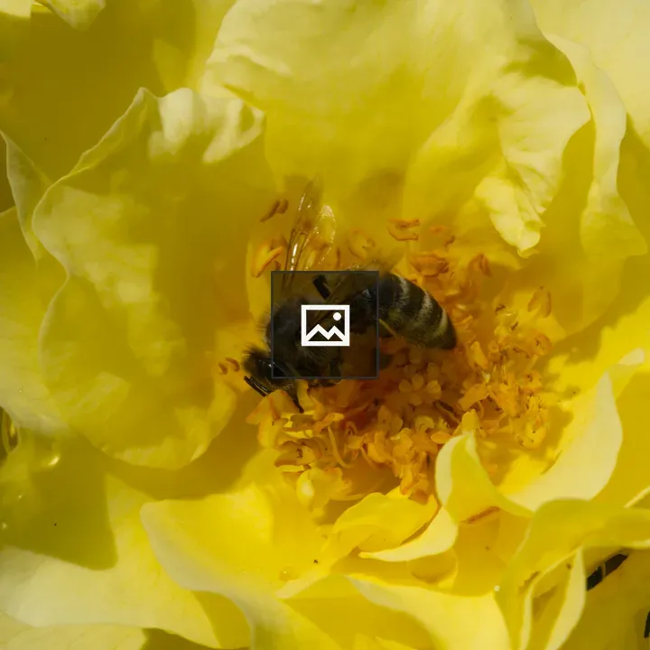 Honey bee on yellow rose