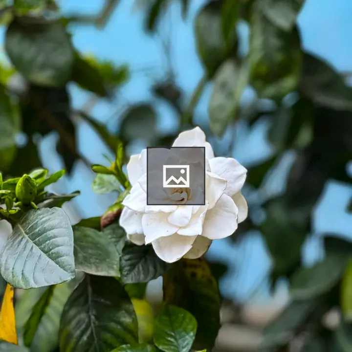 Single white flower in foliage