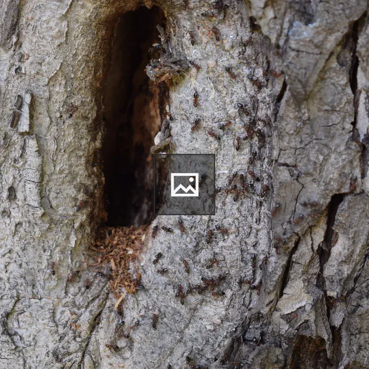 Ants on Tree Bark