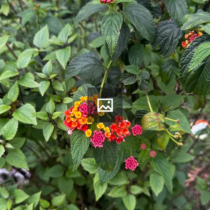 Lantana Flowers in Bloom