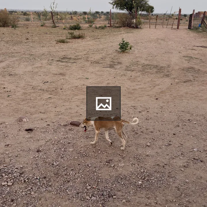 Brown and white stray dog