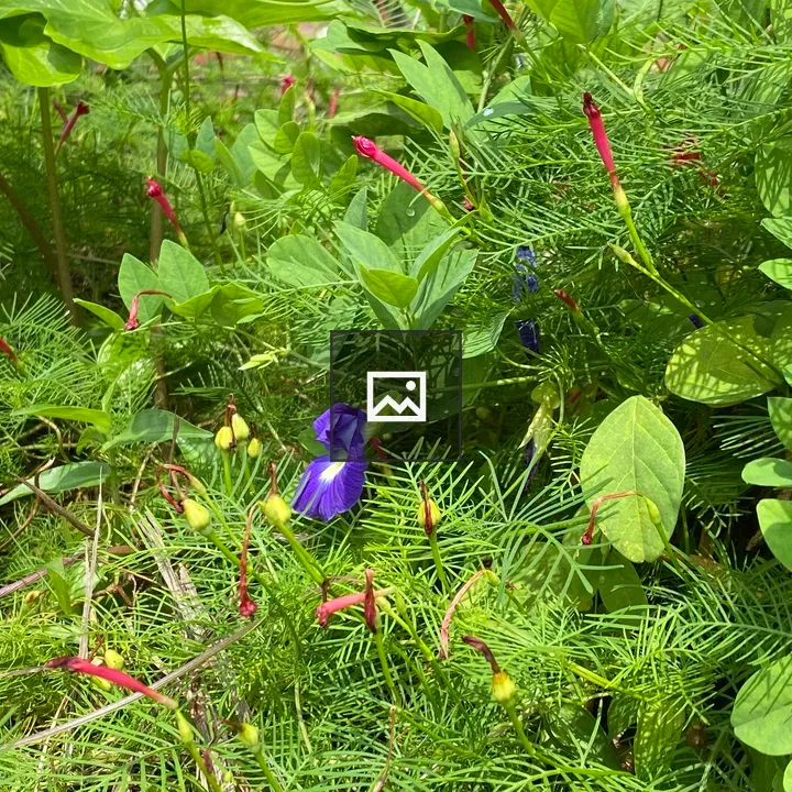 Lush garden with purple and red flowers