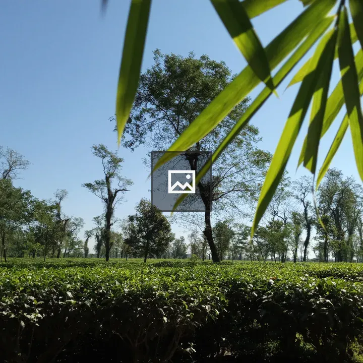 Sylhet Cha Bagan landscape