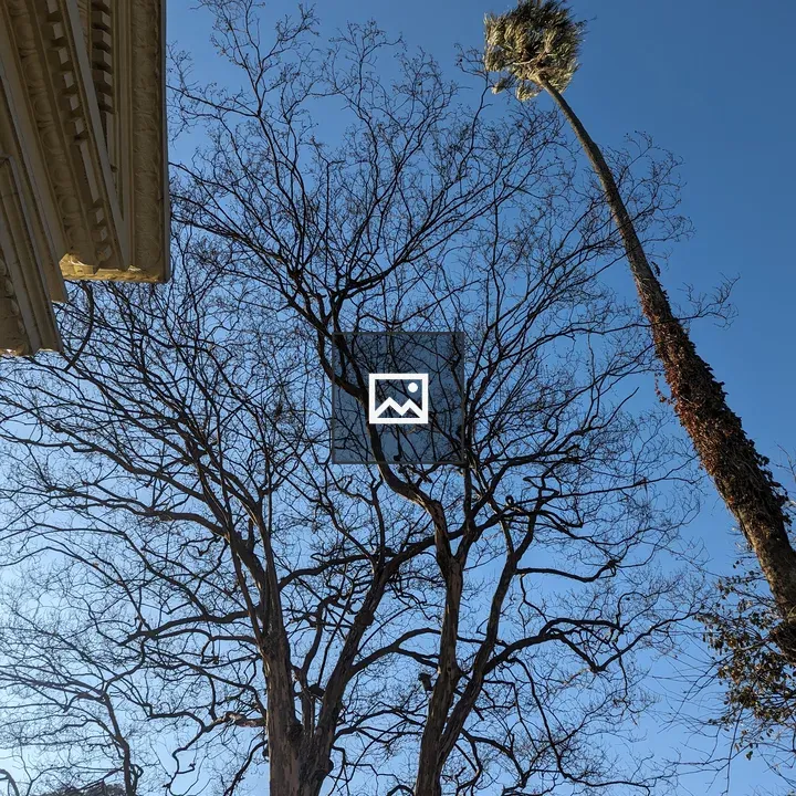 Leafless tree under blue sky