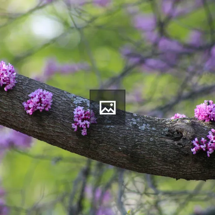 Pink flowers on a tree branch