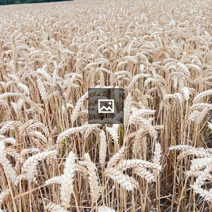 Wheat field scene