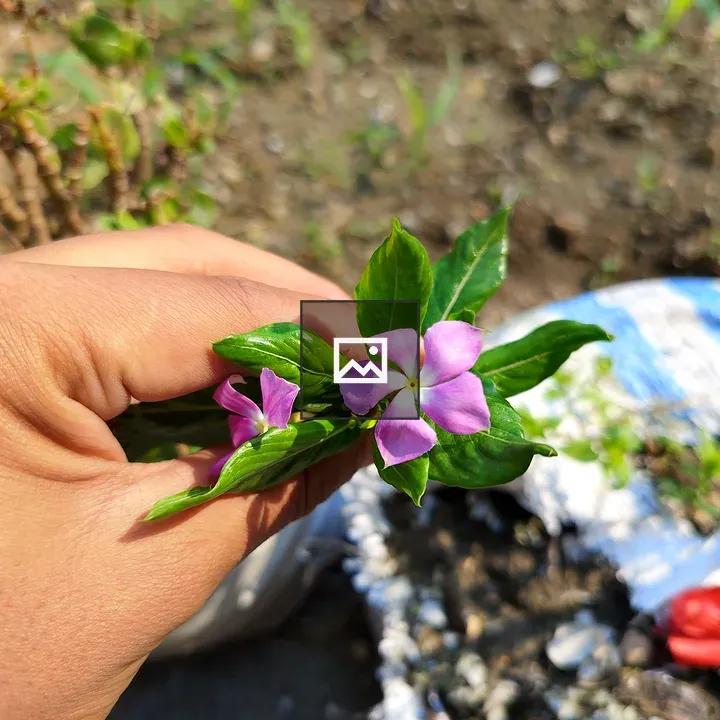 Hand with green leaves and pink flowers