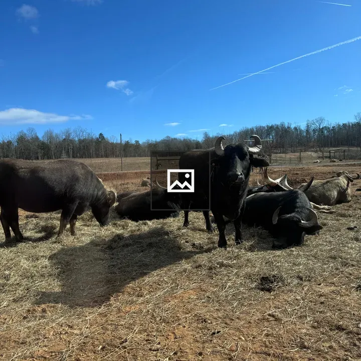 Buffalo in Dry Grass Field