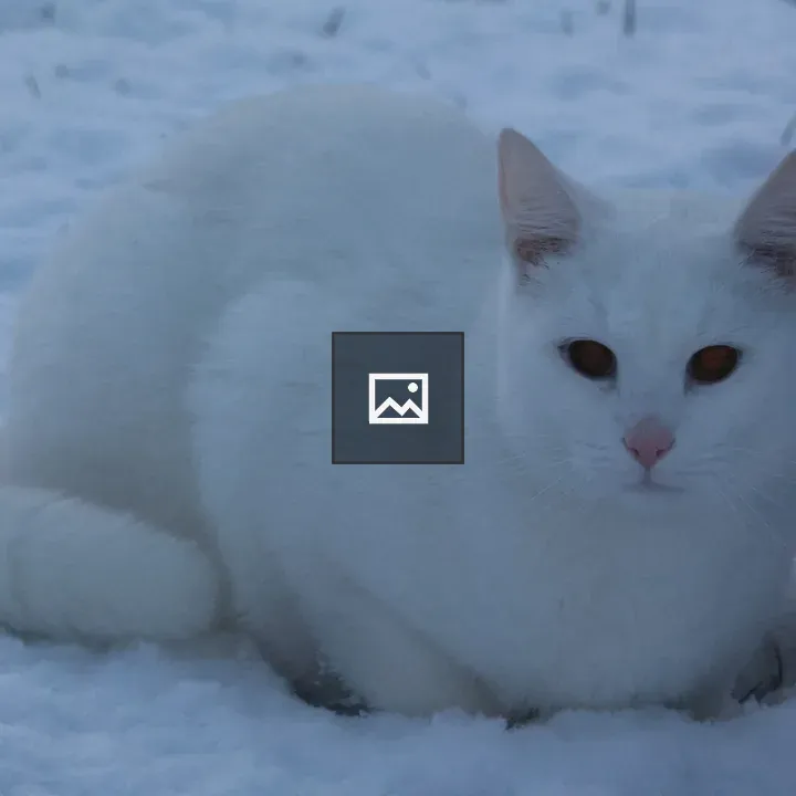 White cat in snow