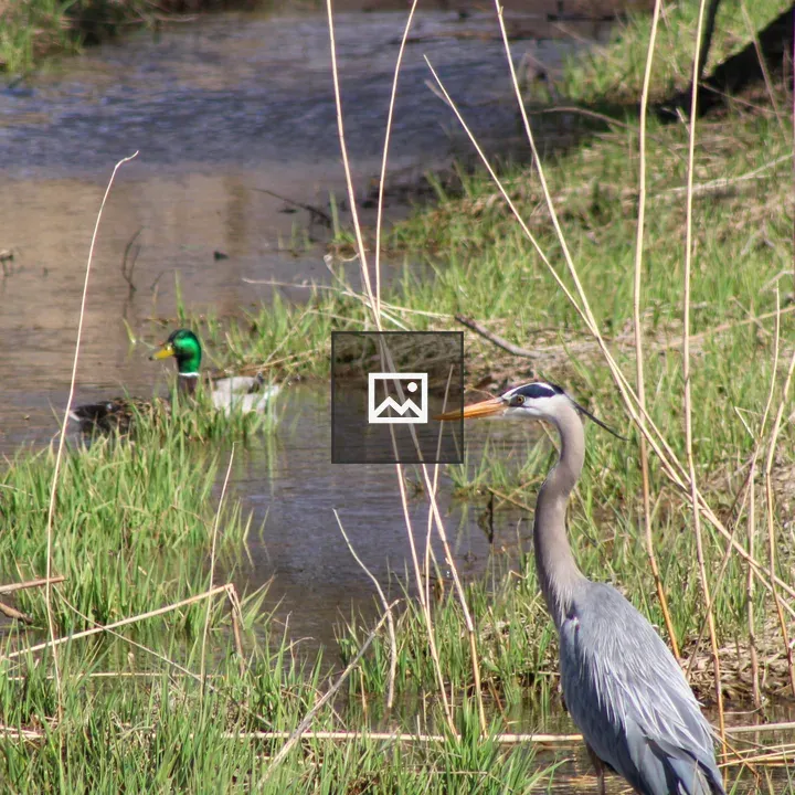 Great blue heron in stream
