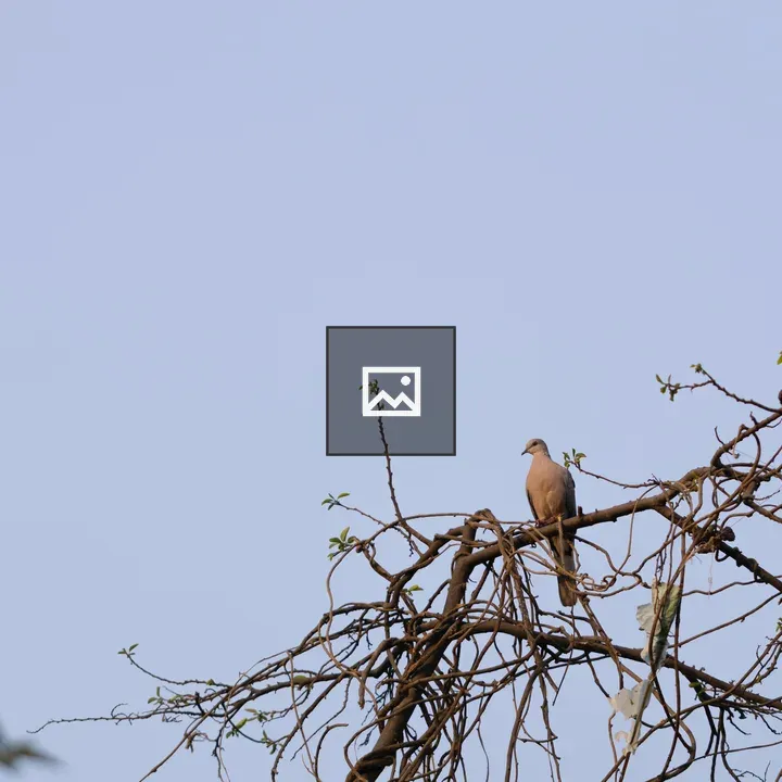 Bird Sitting on Branch