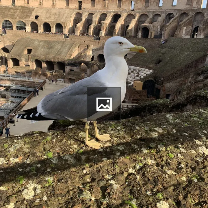 Gull on wall at the Colosseum