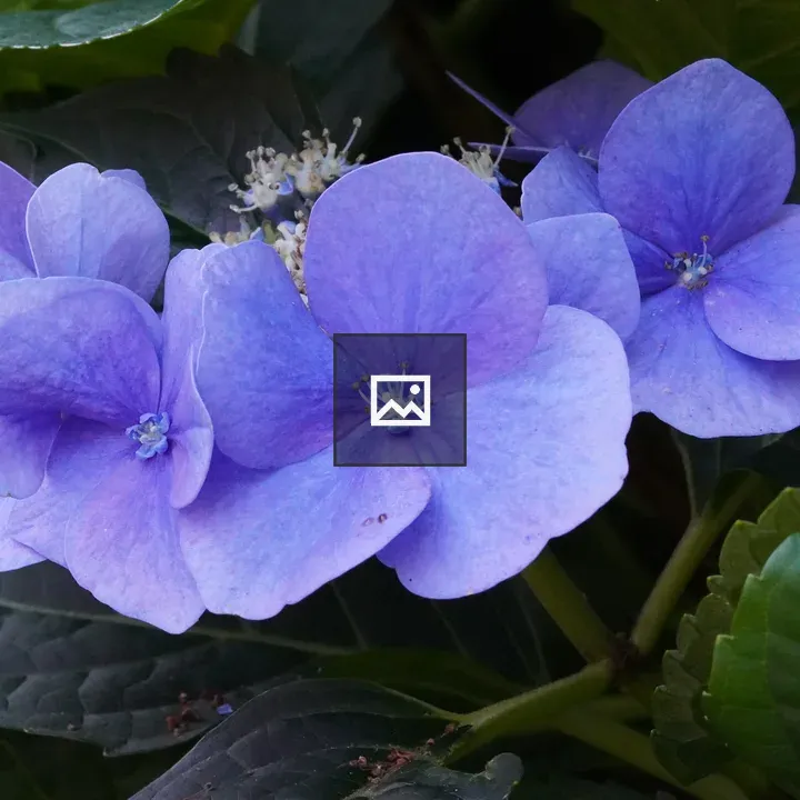 Hydrangea cluster in greens and purples