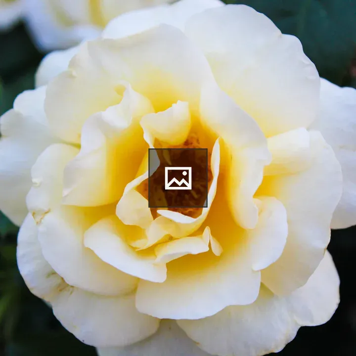 White flower