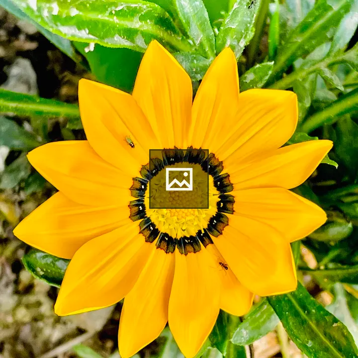 Yellow Gazania flower