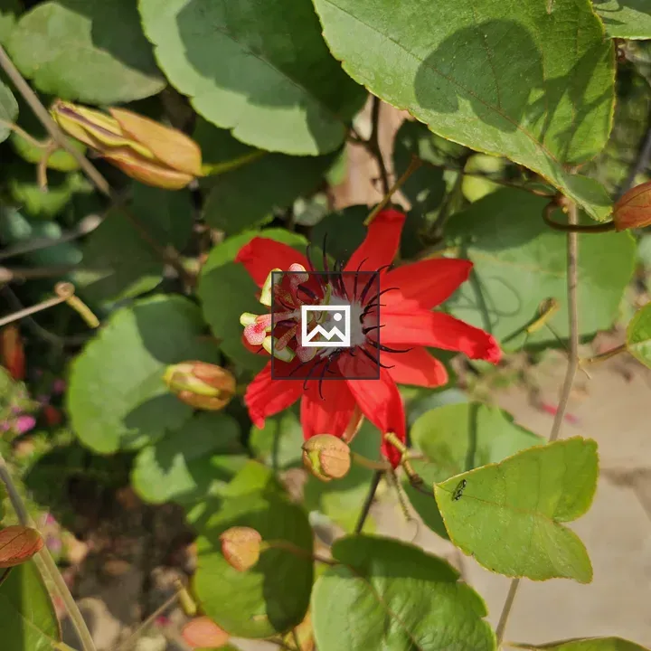 Bright red flower on creeper