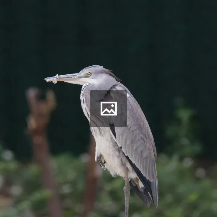 Grey Heron on Roof