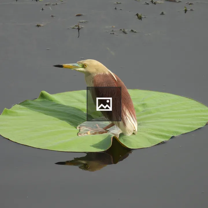 Indian Pond Heron