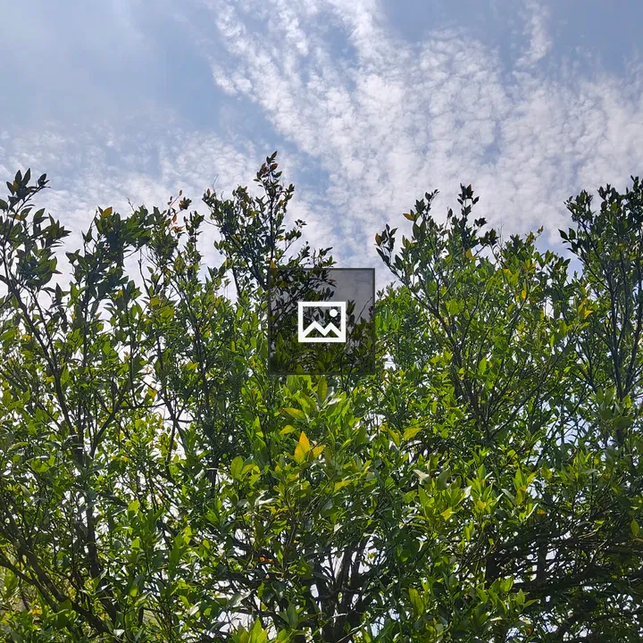 Lush green tree with partial clouds