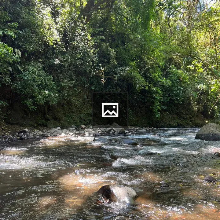 River through green forest