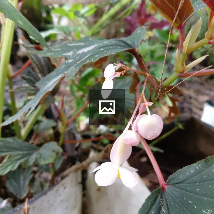 Begonia Flower Up Close