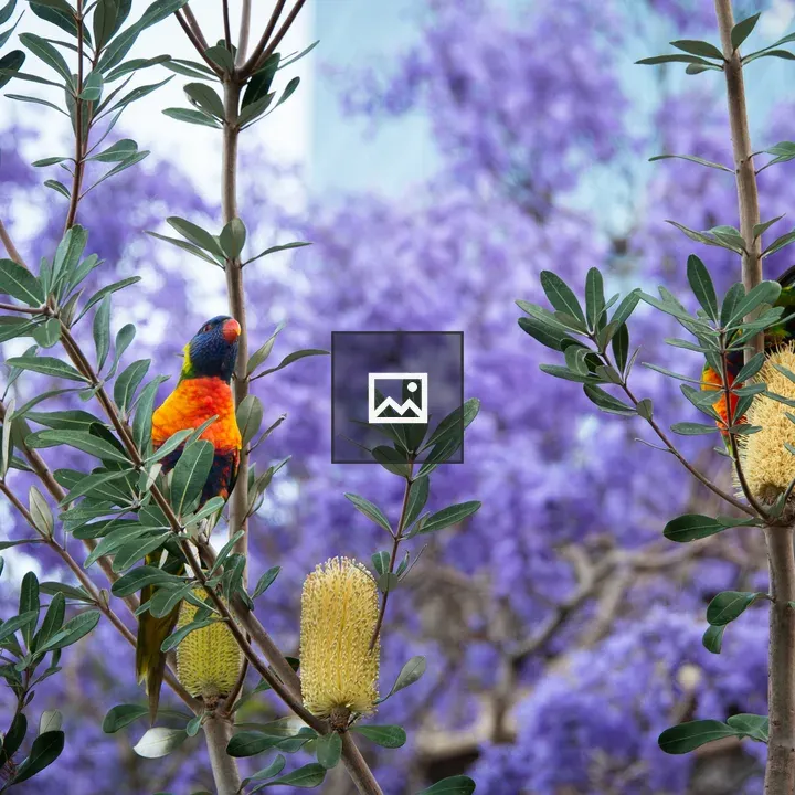 Two rainbow lorikeets on branches