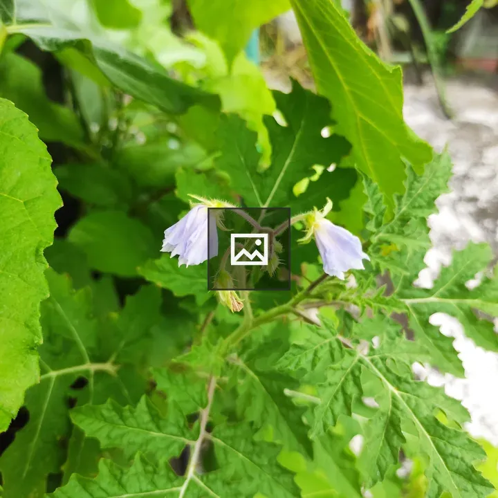 Purple flower with green foliage