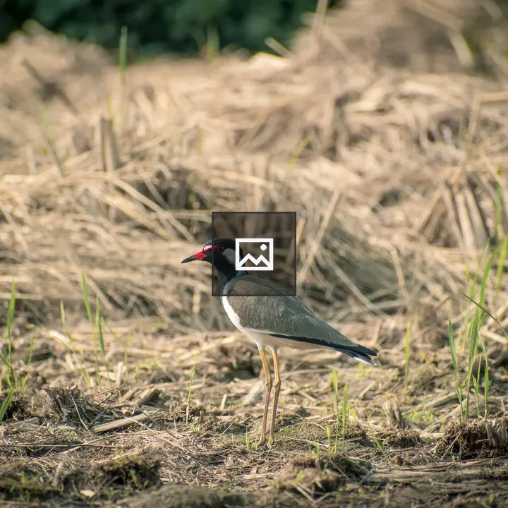 Bird on a field