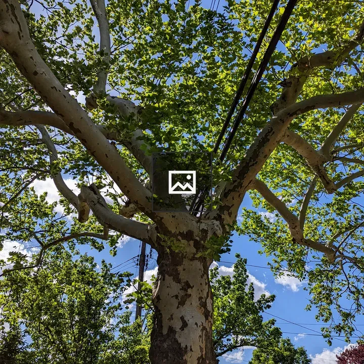 Tree in Nature