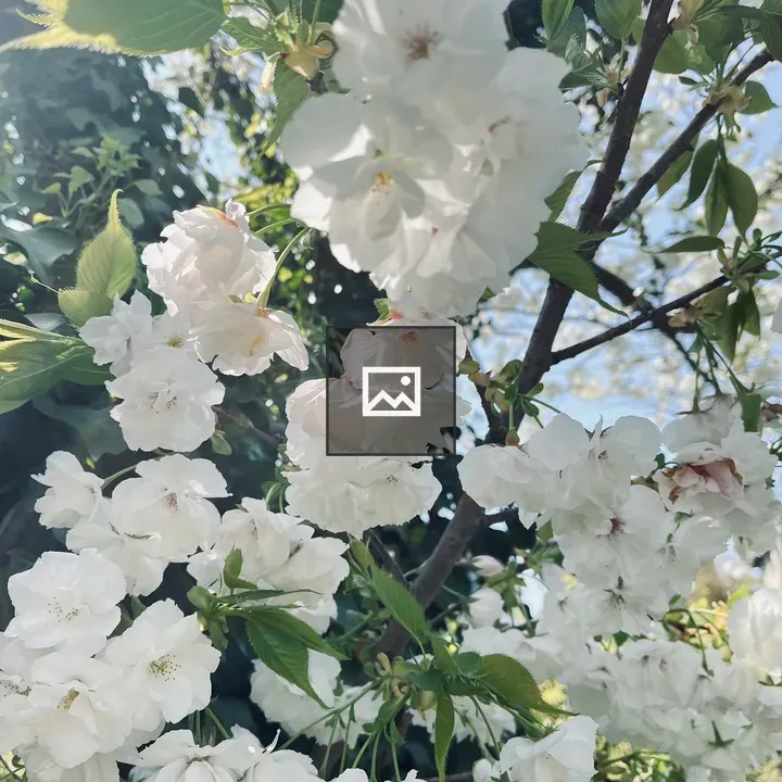 White plum flowers on branches