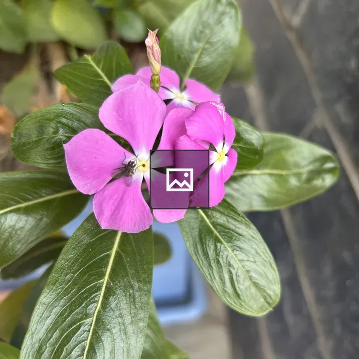 Purple Flower Close-Up
