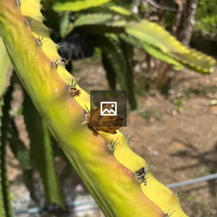 Pitaya Plant in Portrait