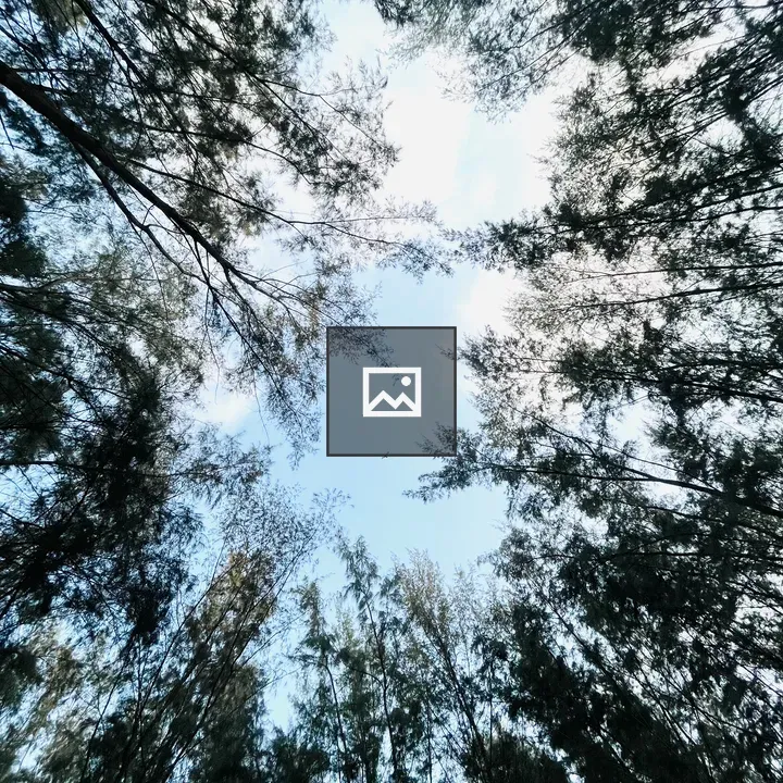 Looking Up Through Tree Branches