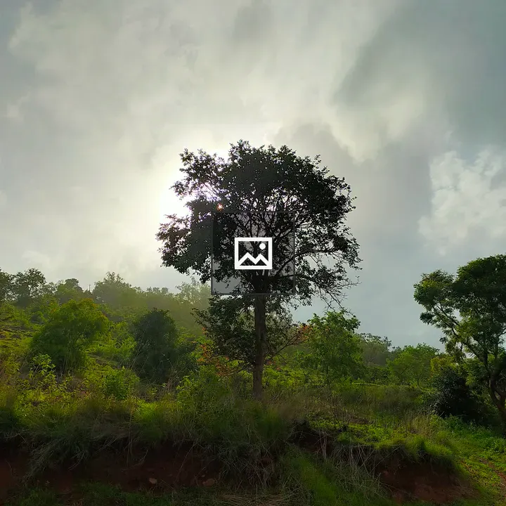 Sunset behind tree