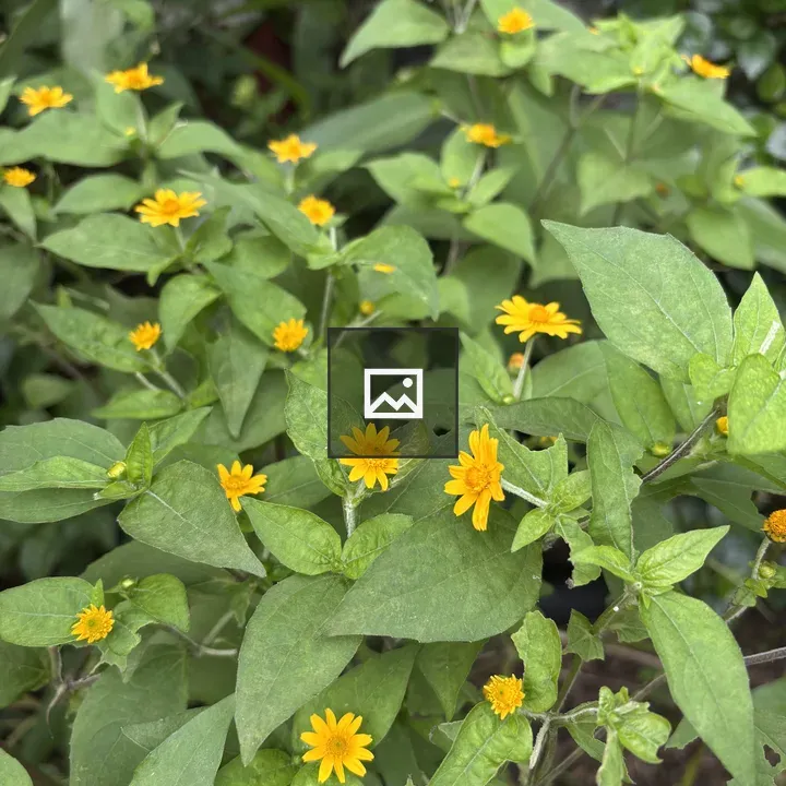 Green Leaves with Yellow Flowers