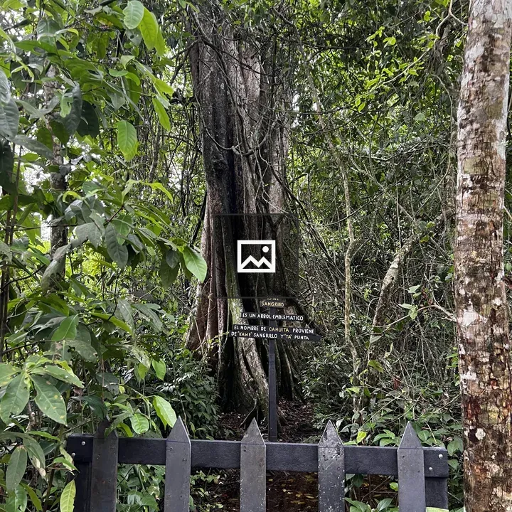 Black Wooden Gate in Jungle