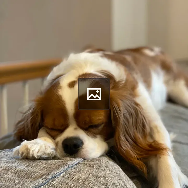 Cavalier King Charles Spaniel on Couch